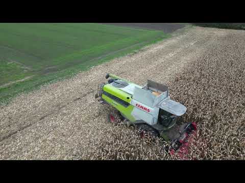 Erntetour 2024 (12.10.2024) - Dominator und Lexion im Mais (Feld 2, Drohnenaufnahmen) ✌️