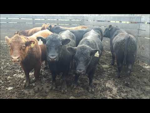 anGus - Prueba Pastoril del litoral