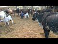 Tirando Leite Das Vacas Manual No Curral Pela Manhã E Os Bezerros Aproveitam A Seção Mamação