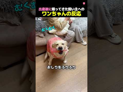 赤ちゃんを産んで帰ってきた飼い主にワンちゃんの感動的な反応