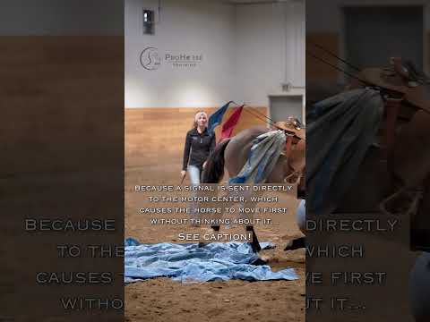 The Real Reason Why Horses Spook