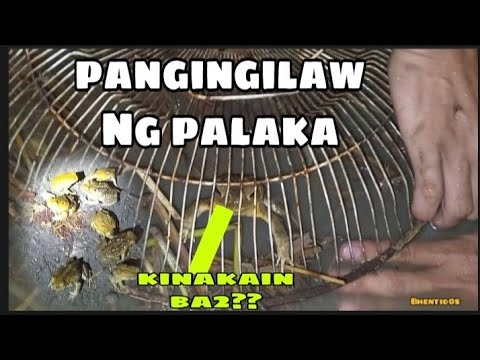pangingilaw Ng palaka | bullfrog bayun | panu manghuli Ng palaka | pinakawalan din namin |