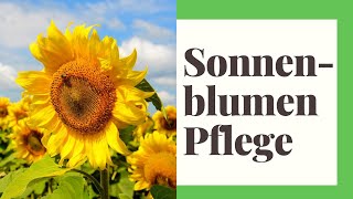 Sonnenblumen Pflege leicht gemacht!