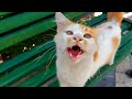 Orange And White Cat Is Making A Fuss With Its Loud Meows Because It Is Very Hungry