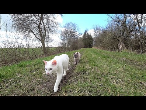 Tutorial: How to Walk a Cat WITHOUT Leash (+ Training with 2 Cats at the same time)