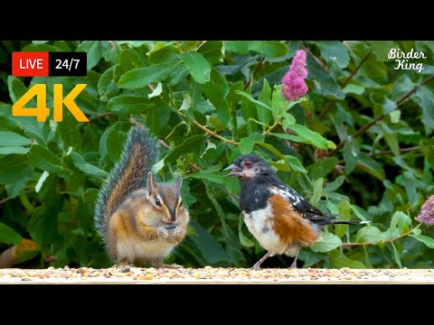 ???? 24/7 LIVE: Cat TV for Cats to Watch ???? Cute Birds and Squirrels 4K