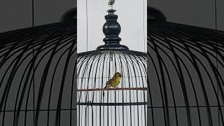 Download lagu Masteran Pleci BARBARA #shorts mp3 Download lagu Masteran Pleci BARBARA #shorts mp3