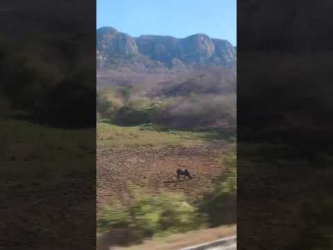 Pelas estradas da Paraíba, entre Santa Teresinha-PB x Catingueira-PB. Paredão lindo.