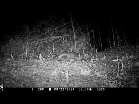 於夜間記錄到鼬獾活動