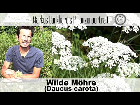 Wilde Möhre - heimische Hitze- und Trockenheitspflanze, lt. Forschung tumorhemmende Wirkung