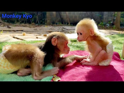 So cute 💕 Kyo & BuNa start their day with sunshine & a delicious breakfast!