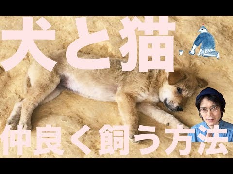 犬と猫が仲良くなるコツ
