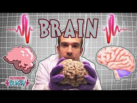 Science for kids | Brilliant Brains | The Nervous System | Experiments for kids | Operation Ouch