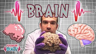 Science for kids | Brilliant Brains | The Nervous System | Experiments for kids | Operation Ouch