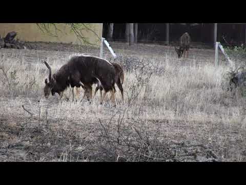 Djuma: Nyala bull checking out females to see if ready to mate soon - 17:28 - 10/07/18