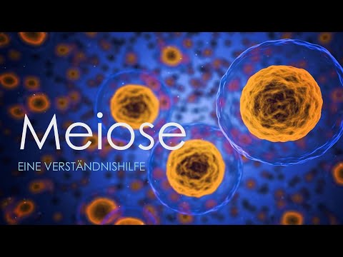 Genetik: Meiose - eine Verständnishilfe (Biologie) // Deutsch