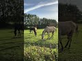 Pferdekoppel Und Pferde Mit Schwarzer Stute Und Falbe Fohlen Im Abendlicht Pferde Shorts Life