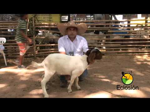 download lagu mp3 mp4 Cabras Boer En Colombia, download lagu Cabras Boer En Colombia gratis, unduh video klip Cabras Boer En Colombia