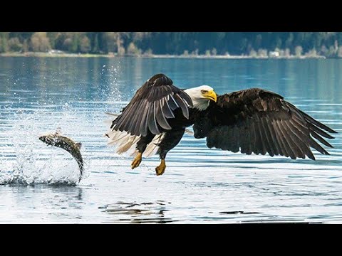 Understanding Bald Eagles: Characteristics, Habitat, and Conservation
