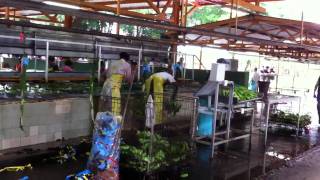 preview picture of video 'Costa Rica - Del Monte banana plantation'
