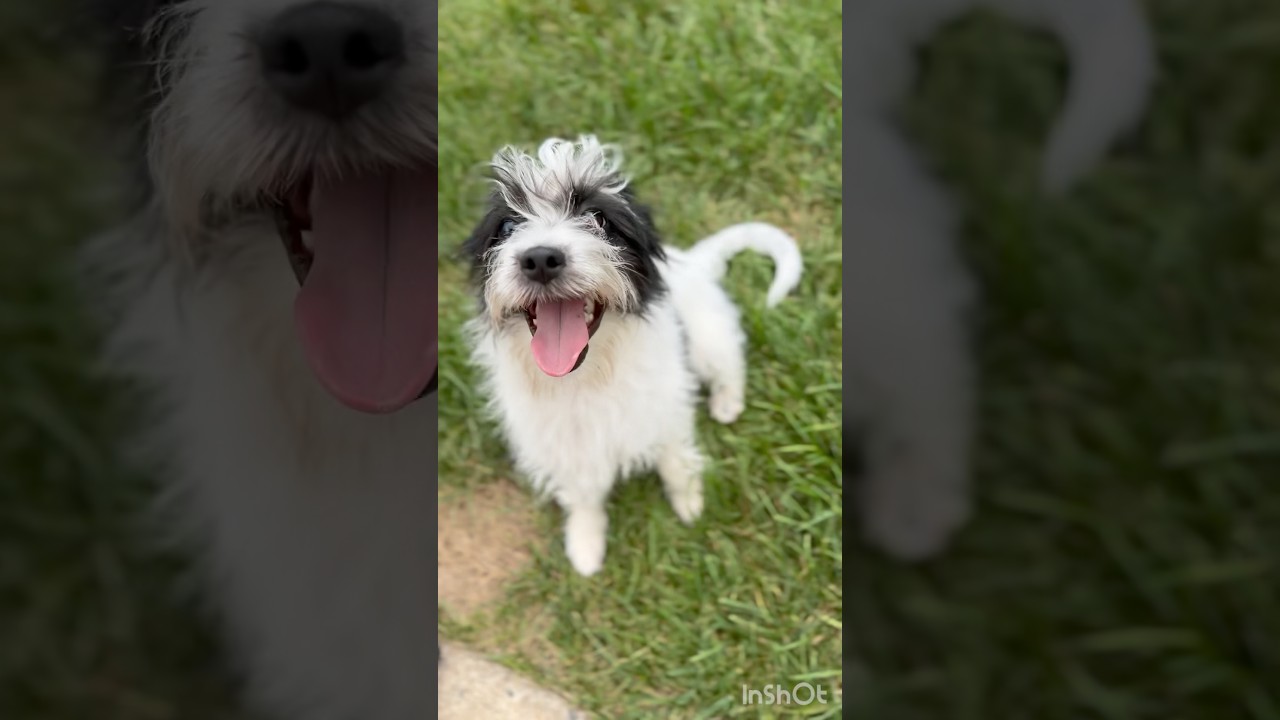 Enlarge Kory, a Adoptable mixed breed in Millsboro, DE video 2/6