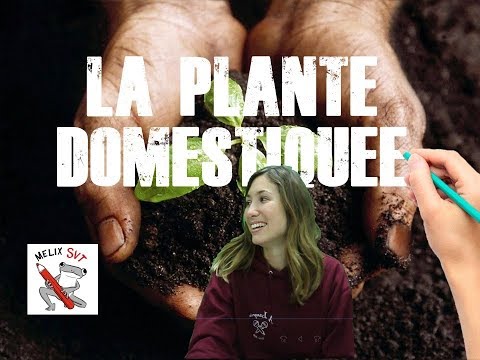 download lagu mp3 mp4 Splante, download mp3 Splante free download mp3, download mp3 Splante