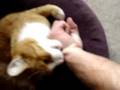 Cat Biting My Arm
