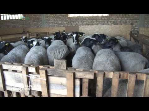 Eksluzivno -  PRVI UVOZ romanovske ovce IKAD iz Ruske Federacije