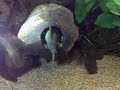 Panaqolus maccus Panaqolus maccus