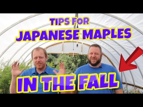 Tips for Growing Japanese Maples In the Fall | Gardening 101 |