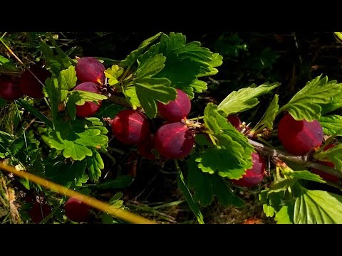 Dulceață de agrișe roșii. O #rețetă bestială! 😊