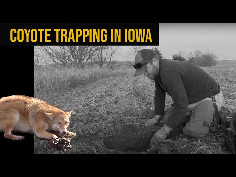 COYOTE TRAPPING IN IOWA  |  ADVANTAGE WHITETAIL
