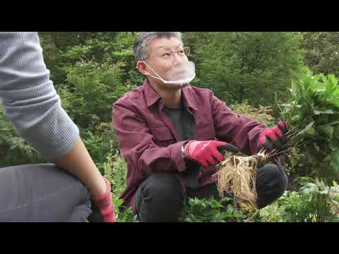 FROM HERE ! ”Understanding the strengths of herbal medicine”