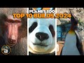 10 BEST BUILDS OF 2024 Planet Zoo Best Habitats
