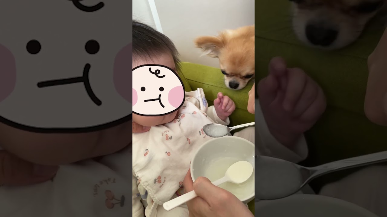 どうにかこうにか食べたい🐶#いぬのいる生活 #チワワ #犬と赤ちゃん