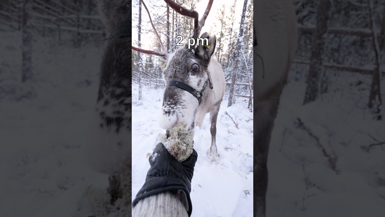 Lapland in winter