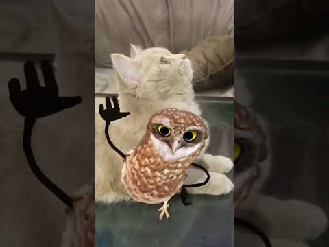 viral owl dance with NATO #cute #cat #shorts #viral #funny