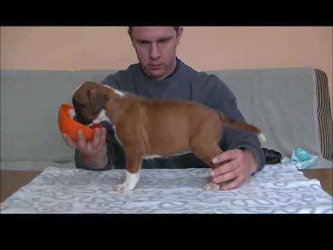 Artemis Agrotera of Kellaney „