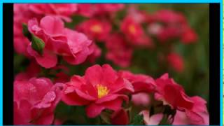 ARE YOU LONESOME TONIGHT ANNE MURRAY  Lyrics E&amp;S By J  J Chang