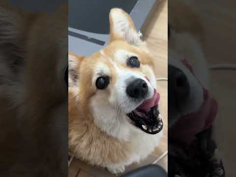 You are never eating alone when you have a dog