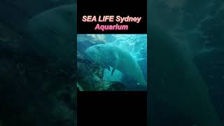 シドニー水族館、想像以上にすごかった!🐠🇦🇺 #オーストラリア旅行