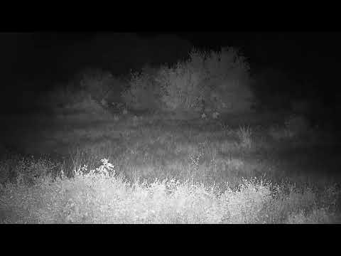 Djuma: Lions-found laying in Open Area-something got attention and took off - 02:12 - 04/19/21