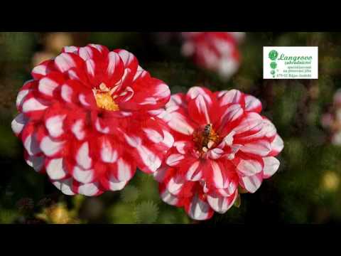 Jiřiny - Langrovo zahradnictví