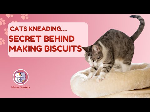 Why Do Cats Knead? The Secret Behind the Adorable “Making Biscuits”