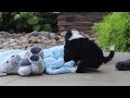 Mini Bernedoodle dogs for sale: Nova🌸 - Video 1