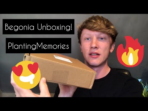 BEGONIA UNBOXING | Rare and uncommon!