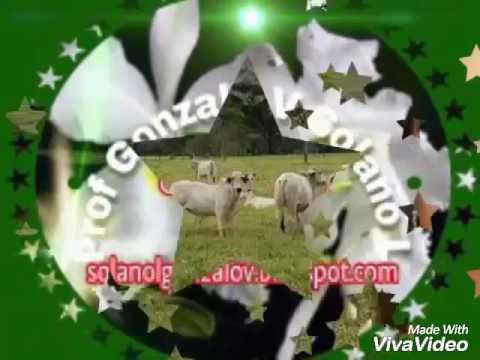 Pajarillo con chipola y gabán