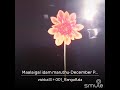 Malaigal Idam Maruthu Maruthu Mangala Naaliley