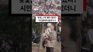 '벚꽃, 이렇게 빨랐나?' 시민들에게 물었더니 #bbcnews코리아