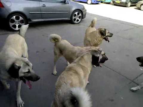 Kangal 7